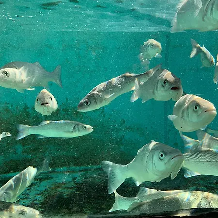 Guest house Koruna - Mali