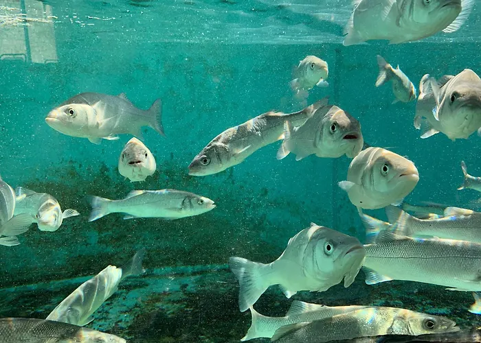 Guest house Koruna - Mali