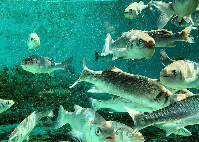 Гостевой дом Koruna - Mali Стон